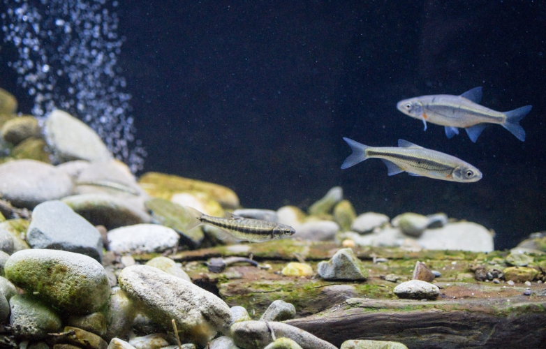 Akvárium řeky Bečvy se stěhuje na Vsetín