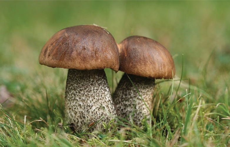 Live Mushrooms on Display in Vsetín