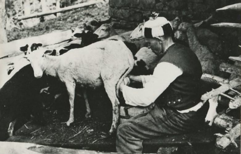 Sheephering in Wallachia
