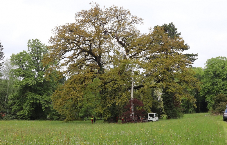 Výzva - ošetření stromů kolem cestní sítě v parku u zámku Lešná