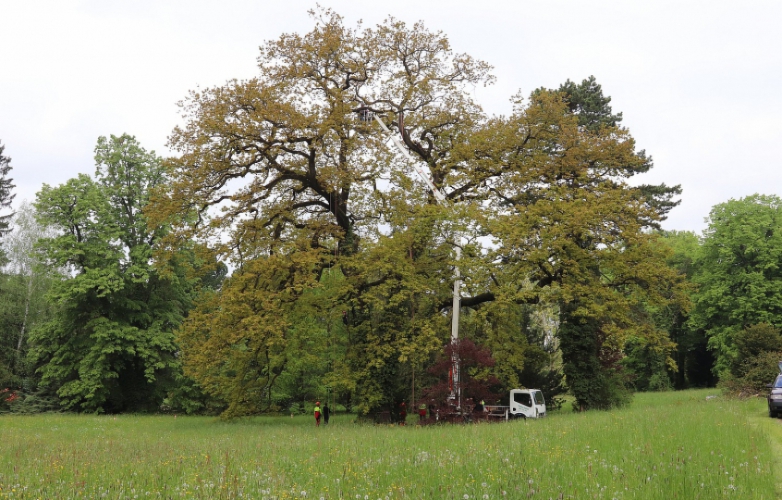 Výzva - ošetření stromů v parku u zámku Lešná