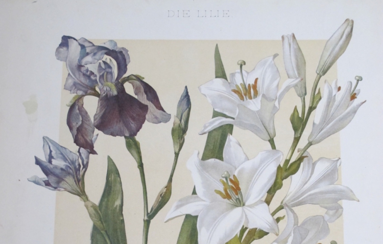 V 19. století ukrývaly květiny romantická poselství