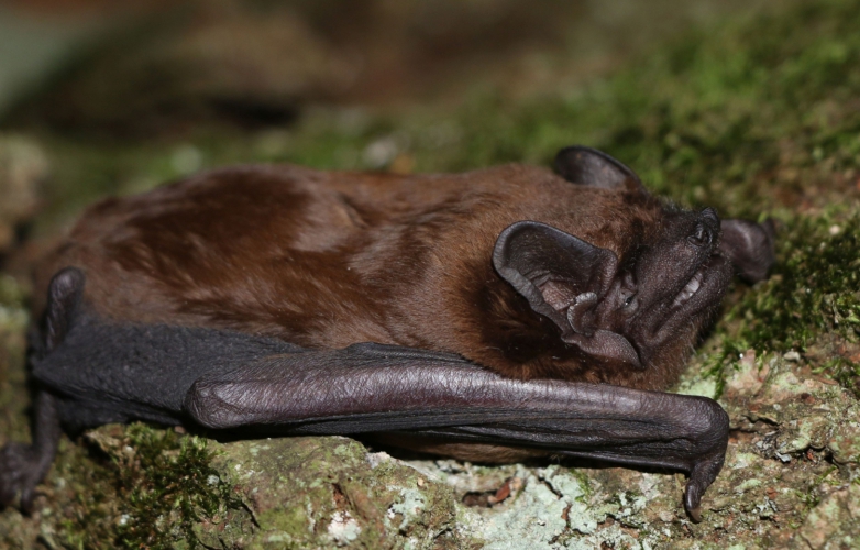 Srdce netopýrů a zimní spánek